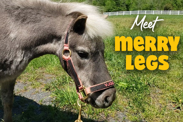 Meet Merry Legs