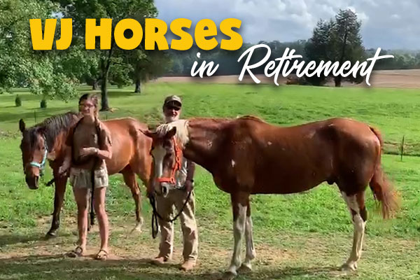 VJ horses in retirement