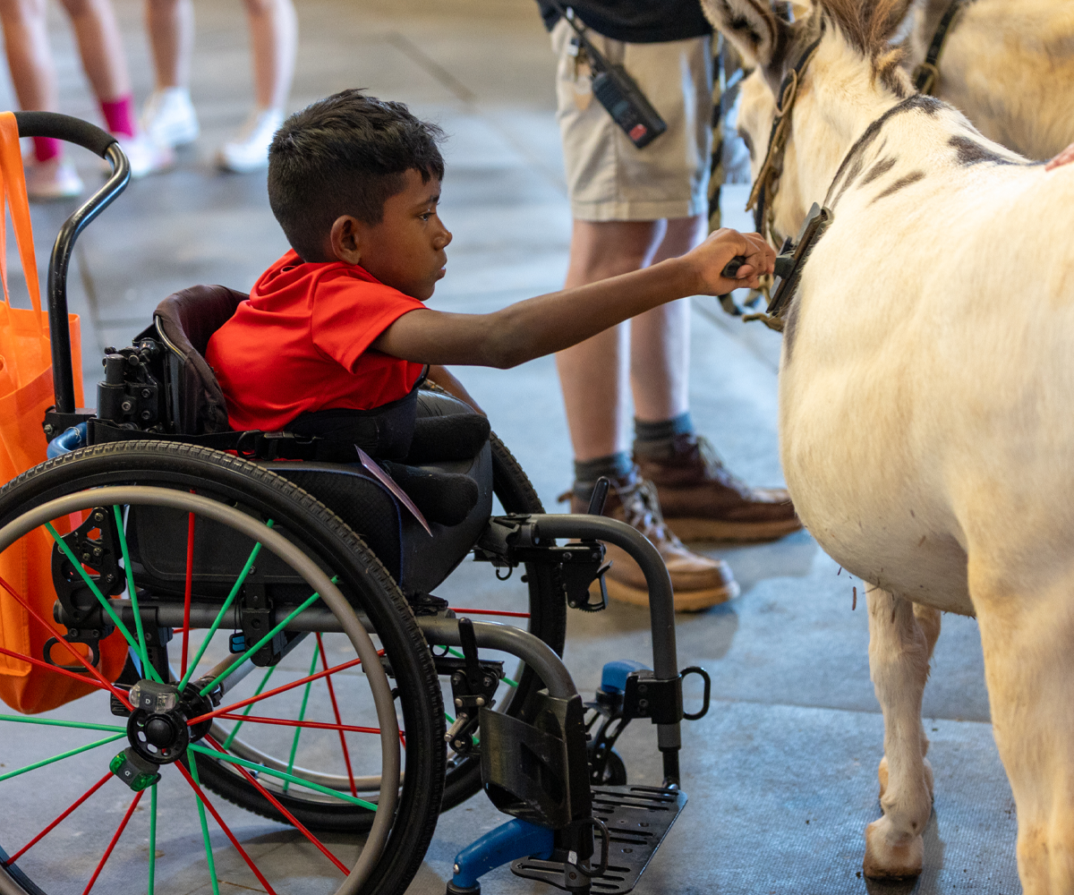 Our Impact Image 3 1200x1000 Camper brushing donkey