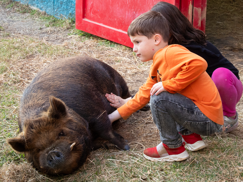 Child crouches beside a resting pig, gently petting it in a barnyard setting.