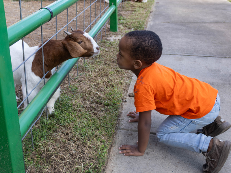 Child kneels on a sidewalk, leaning toward a goat reaching through a fence.